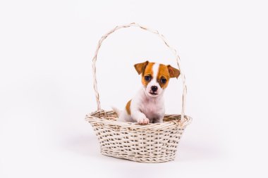 Chihuahua köpek yavrusu yalvarıyor