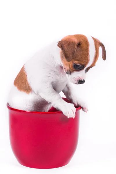 Lindo cachorro chihuahua mirando hacia abajo sentado en una olla roja —  Fotos de Stock