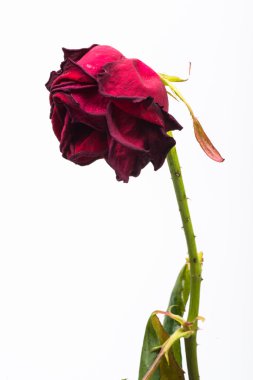 beyaz zemin üzerine kırmızı gül susuz