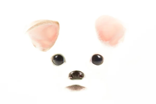 Olhos orelhas e boca com um cachorro — Fotografia de Stock