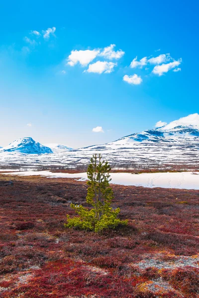 Pin solitaire sur une tourbière avec des montagnes en arrière-plan — Photo