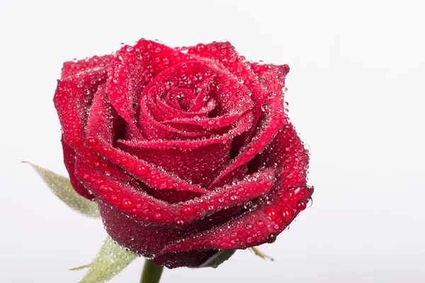 Gotas de agua en una hermosa rosa roja — Foto de Stock