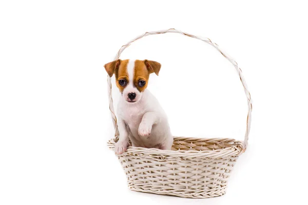 Lindo cachorro sosteniendo su pata de pie en una cesta —  Fotos de Stock
