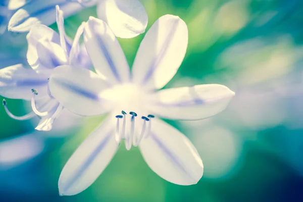 Flor branca com um fundo desfocado — Fotografia de Stock