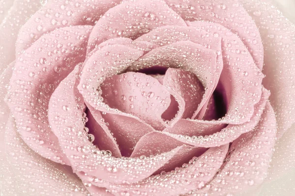 Светло-розовая роза — стоковое фото