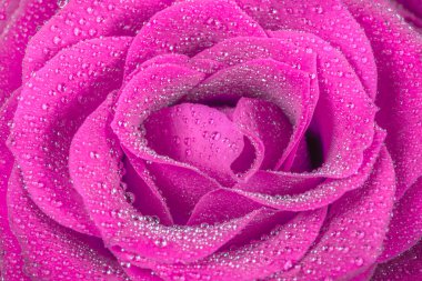 aşırı closeup güzel bir pembe Gül