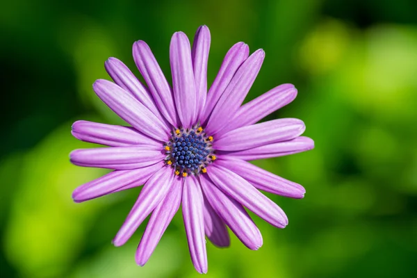 Purple flower on a green background — Stock Photo, Image