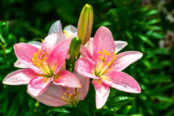 Mooie roze lily met regendruppels — Stockfoto