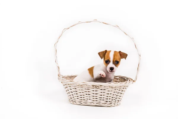 Beckoning chihuahua puppy sitting in a basket — Stock Photo, Image