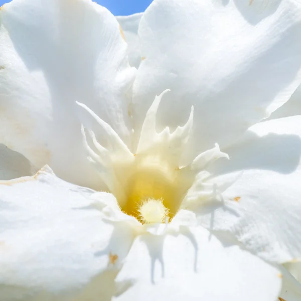 Güneş altında güzel bir beyaz çiçek closeup — Stok fotoğraf
