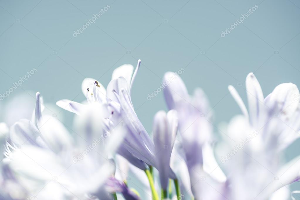 light purple lilies on a light blue background