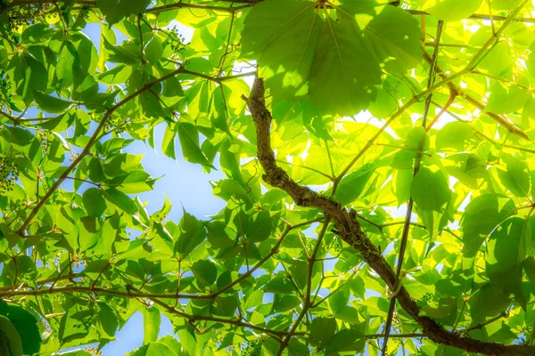 Picture of foliage where the sun shines through — Stock Photo, Image