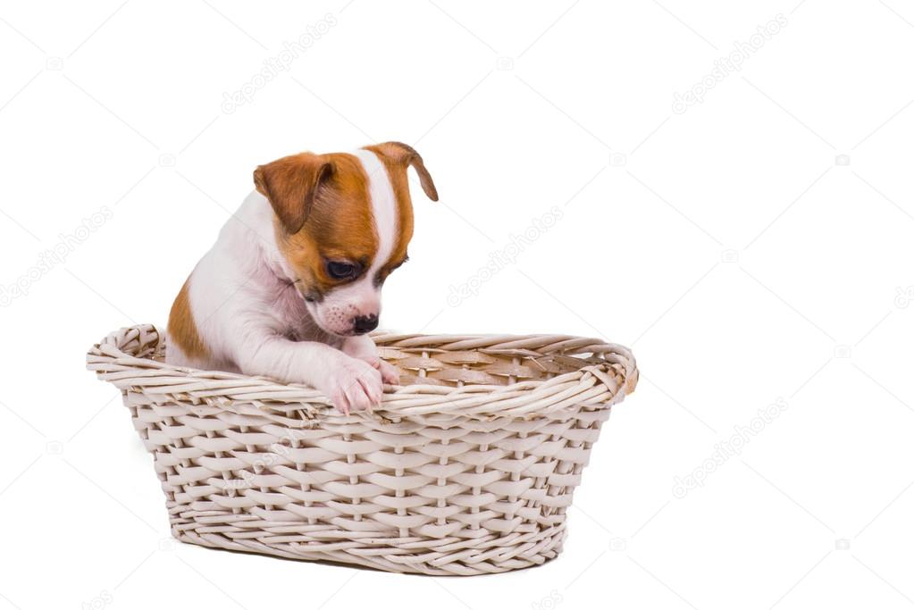 cute small chihuahua puppy sitting in a white basket