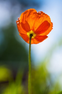 Turuncu haşhaş aşağıdan fotoğrafı