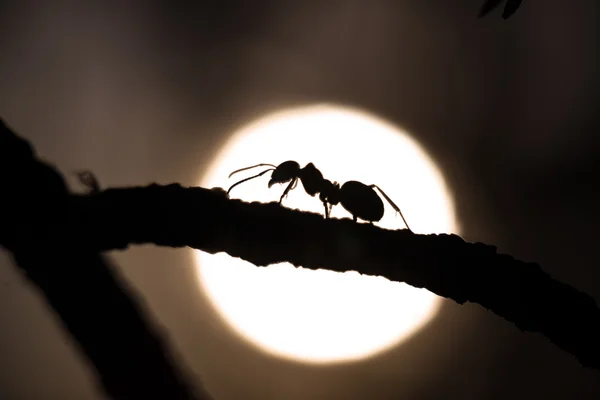 Silhouette of an ant walking on a branch — Stock Photo, Image