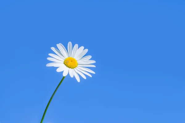 Single white daisy — Stock Photo, Image