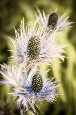 dikenli thistle çiçek