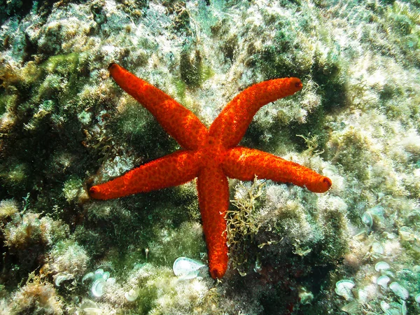 Deniz yosunu bir yatak üzerinde kırmızı deniz yıldızı — Stok fotoğraf
