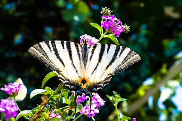 Borboleta sentado em uma planta com flores roxas — Fotografia de Stock