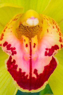 güzel işler orkide, yakın çekim