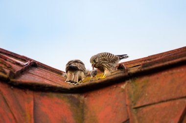 oturma ve yemek bir çatıda iki genç Şahin kerkenez
