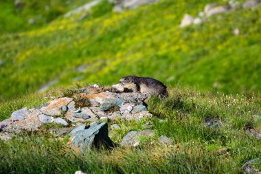 Marmot taşlar bir Höyük üzerinde