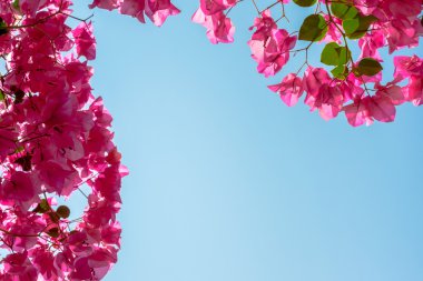 Begonviller ve açık mavi gökyüzü güzel arka plan