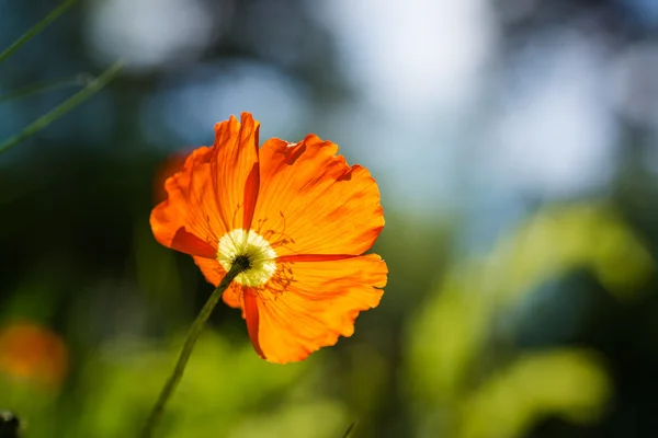 Pavot orange regardant vers la lumière du soleil — Photo