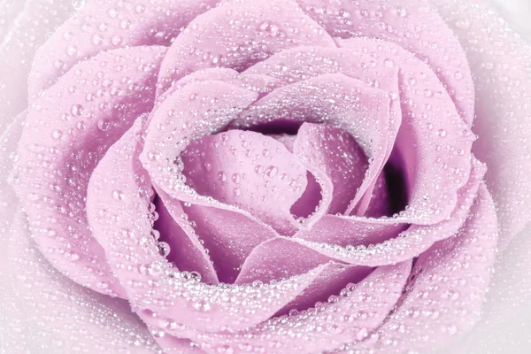Rosa claro hermosa rosa — Foto de Stock