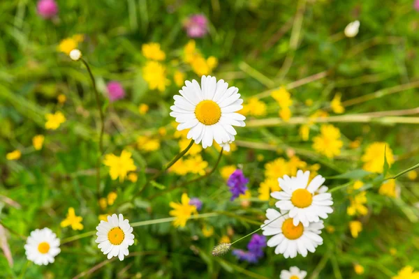 Margaritas en un campo de flores —  Fotos de Stock