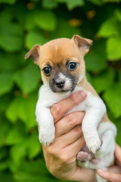 Çok sevimli şirin chihuahua köpek yavrusu bir elinde — Stok fotoğraf