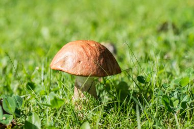 Yalnız huş mantar bir çimenlikte