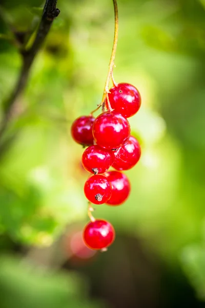 Otto ribes rosso in un grappolo d'uva — Foto Stock