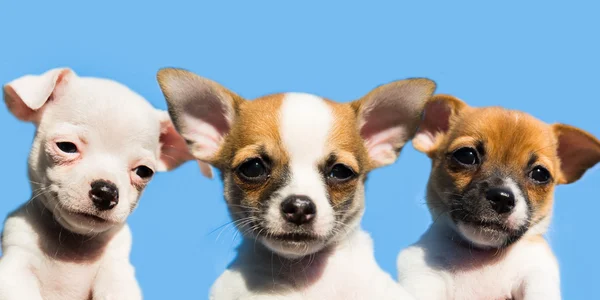 Três cachorros chihuahua bonitos em uma fileira — Fotografia de Stock