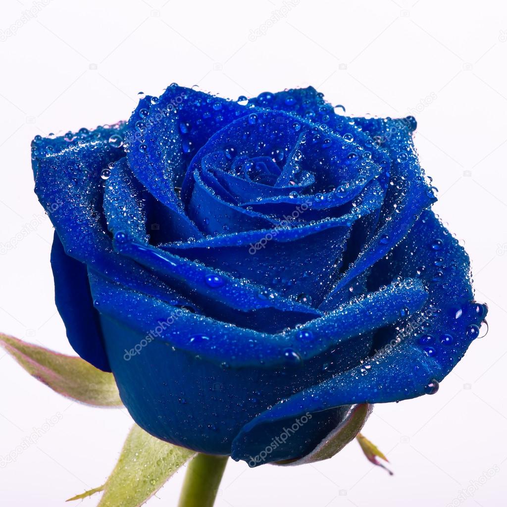 beautiful blue rose with water drops
