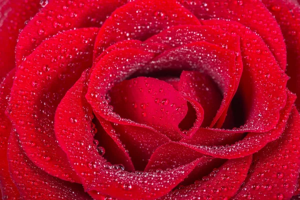 Macro imagem uma bela rosa vermelha com gotas de água — Fotografia de Stock