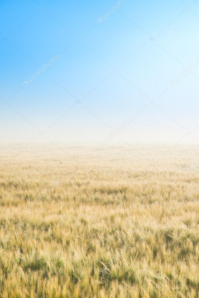 field of rye that disappears in the fog