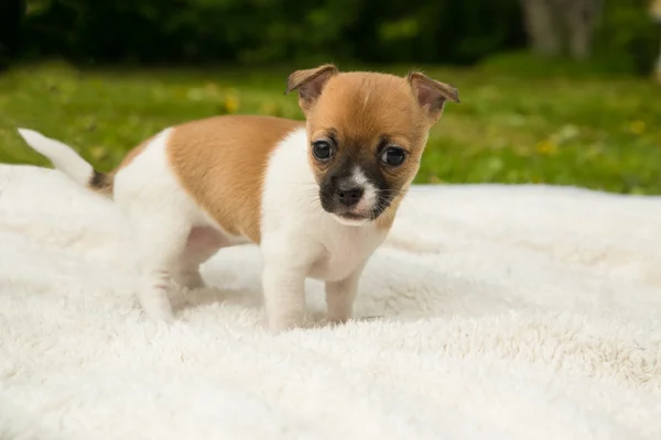 草の中の毛布にチワワの子犬 ストック画像