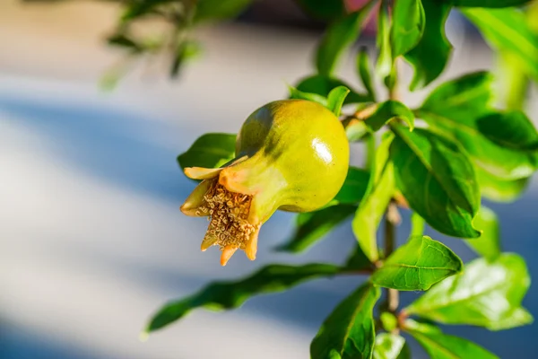 Grenade non mûre dans un arbre — Photo