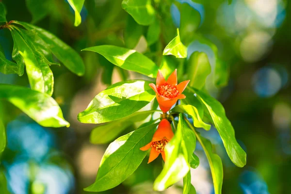 Two pomegranate flowers among the leaves — Stock Photo, Image