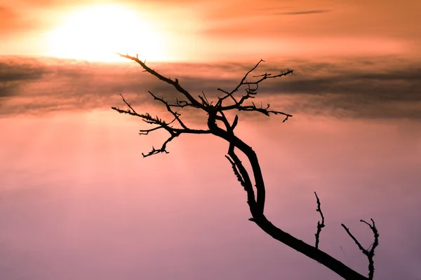Empty black branch stretching towards the sun — Stock Photo, Image