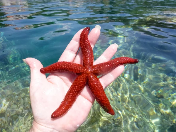 Bir elinde kırmızı deniz yıldızı — Stok fotoğraf