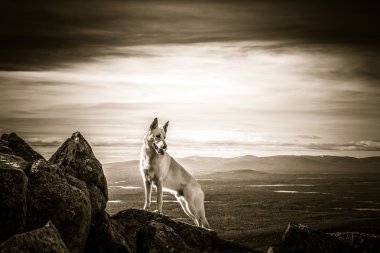 Alman çoban köpek ayakta dağın zirvesinde beyaz