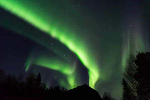 Schöne Polarlichter über den Baumwipfeln lizenzfreie Stockbilder