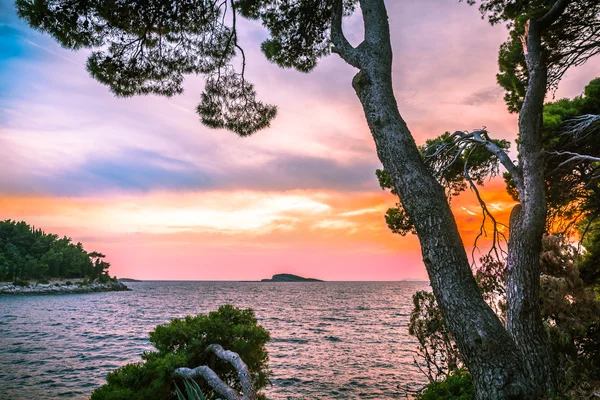 Pinos inclinados hacia el mar frente al atardecer — Foto de Stock