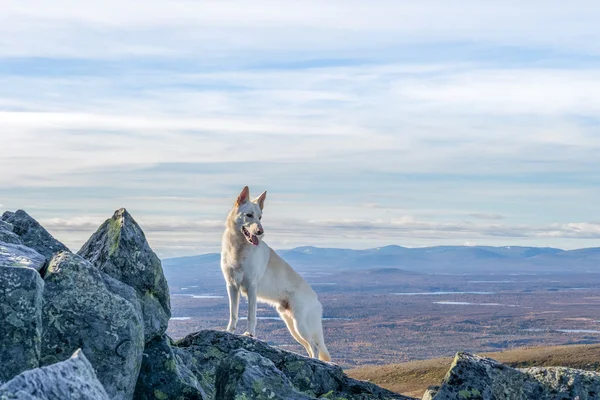 Bir dağ üzerinde beyaz Alman çoban köpek duran
