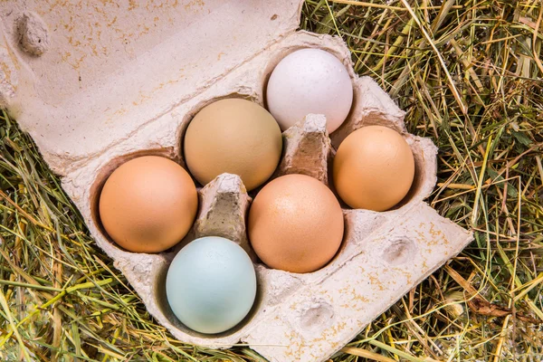 Caja de cartón con huevos en diferentes colores y tamaños — Foto de Stock