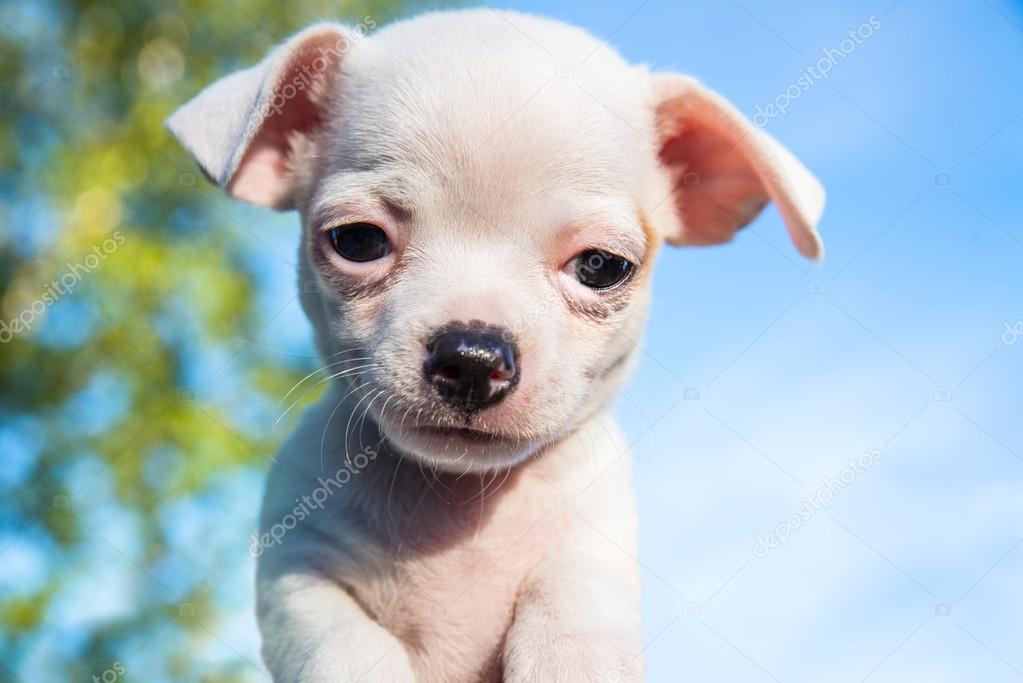 White chihuahua puppy online
