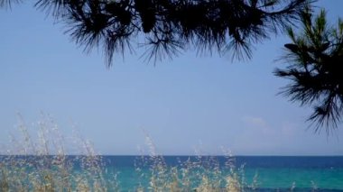 Rüzgarda sallanan çam ağaçlarıyla sakin bir deniz..
