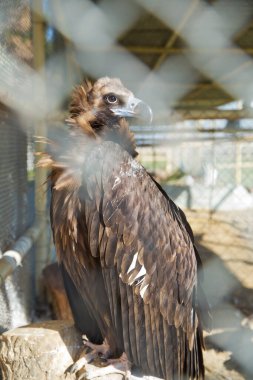 Kafesteki keçi ve kartal gibi hayvanlar. Kafesteki kartal. Hayvan hakları ve tutsak kuşlar. Vahşi yaşamın özgürlüğü. Hapishane. Çevre koruma kavramı. Hayvanat bahçesi eğlence konsepti yasak .